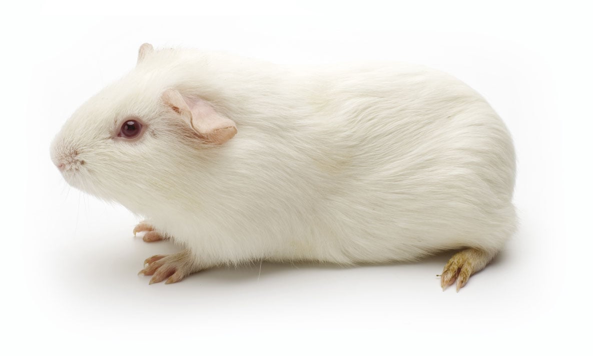 history-page-guinea-pig-albino