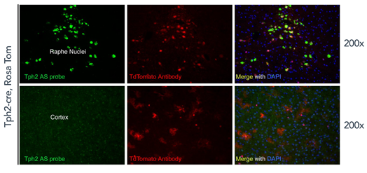 Tph2-cre_tom_brain-01